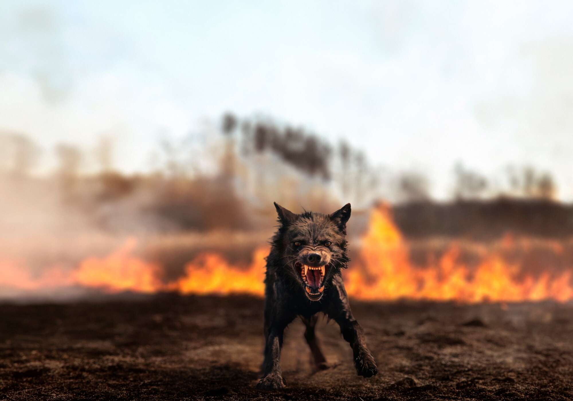 fire behind angry dog